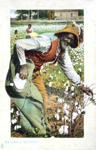 Picking Cotton, USA, Postcard, c1900