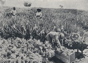 Pineapple Field, Queensland
