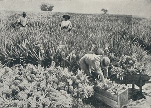 Pine-Apple Plantation by Unbekannt