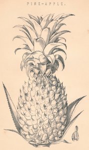 Pine-Apple, 19th Century by Unbekannt