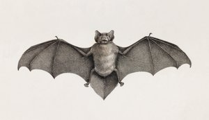 Pipitrelle Bat, Bats in Egypt by Unbekannt