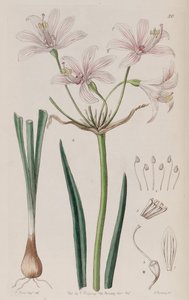Placea Ornata