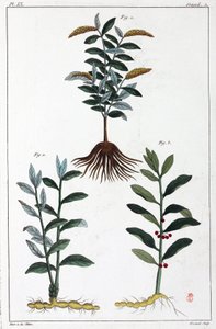 Medicinal plants, China