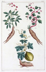 Medicinal Plants, China