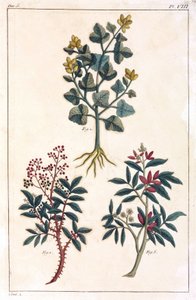 Medicinal Plants, China