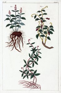 Medicinal plants, China