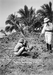 Planting Coconuts, Solomon Island, Fiji by Unbekannt