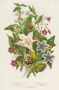 Poisonous Plants