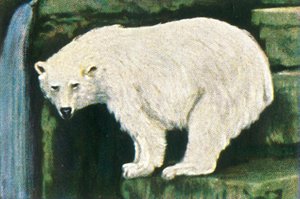 Polar bear from Spitzbergen, c1928