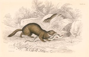 Polecat Mustela Putorius, Member of the Weasel Family