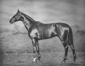 Polymelus, 1902-1924, 1911 by Unbekannt