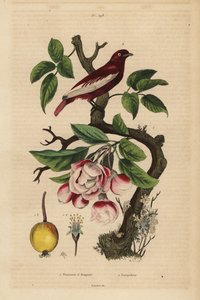 Pompadour Cotinga on an Apple Tree