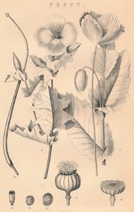Poppy, 19th century