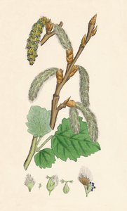 Gray Poplar