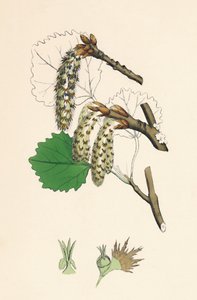 Populus tremula. Aspen, 19th Century