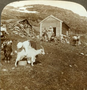 Pretty Norwegian girls tending cows and goats on the Haukeli Mts, Norway
