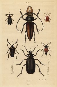 Psalidognathus friendii, Madre de la Culebra, Acanthinodera cumingii, Allocerus dilaticorne, Callipogos barbatus, Anacolus sanguineus and Prionus flavipennis by Unbekannt
