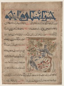 Qualities of Ringdoves (recto), On the Benefits of Quails (verso) by Unbekannt