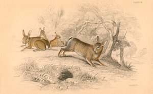 Rabbit Oryctolagus cuniculus by Unbekannt