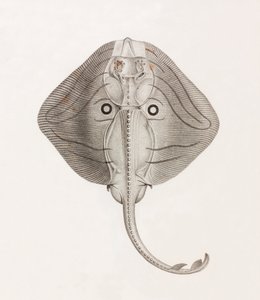 Banded Ray by Unbekannt