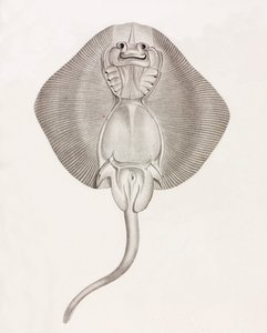 Banded Ray