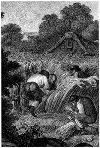 Reaping with sickles and binding the sheaves, England, c1800