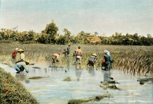 Harvesting Rice by Unbekannt