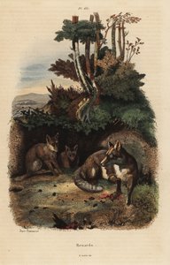 Red Foxes Outside a Den