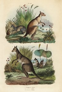 Red kangaroo, Macropus rufus, eastern grey kangaroo, Macropus giganteus, and dusky wallaby, Thylogale brunii by Unbekannt