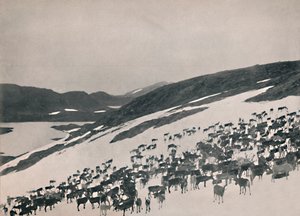 Reindeer on the Mountains, 1914 by Unbekannt