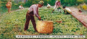 Removing Tobacco Plants from Bed