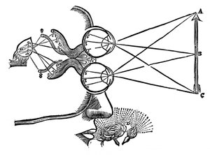 Rene Descartes illustration of the co-ordination of the senses, 1692