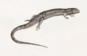Reptiles: Gigantic Anoles