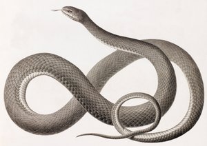 Reptiles: A Close-Up Image of an Illustration of a Snake by Unbekannt