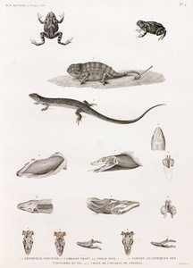 Reptiles: Series of Illustrations of Reptiles by Unbekannt