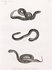 Reptiles: Snakes by Unbekannt