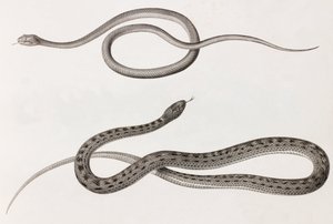 Reptiles: Two Close-Up Images of Illustrations of Snakes by Unbekannt