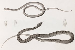 Reptiles: Two Close-up Images of Illustrations of Snakes by Unbekannt