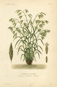 Rescuegrass, or Schrader