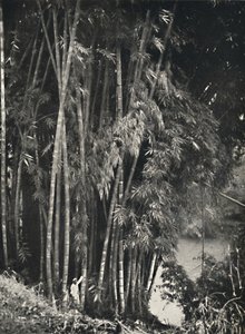Giant Bamboo Dendrocalamus Giganteus in Peradeniya near Kandy