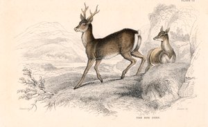 Roe Deer Capreolus Capreolus, Eurasian Species of Deer, 1828 by Unbekannt