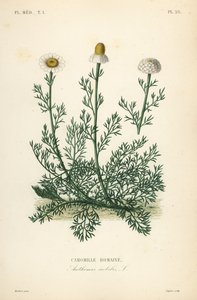 Roman camomile, Chamaemelum nobile, Anthemis nobilis by Unbekannt