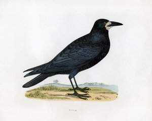 Rook by Unbekannt
