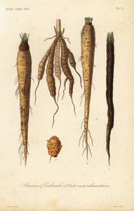 Root vegetables