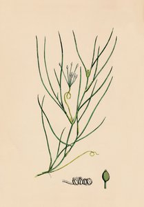 Ruppia spiralis. Greater Ruppia by Unbekannt