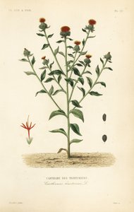 Safflower, Carthamus tinctorius by Unbekannt