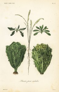 Salad plants by Unbekannt