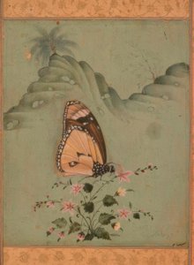 Butterfly / Indian Miniature / 17th Century