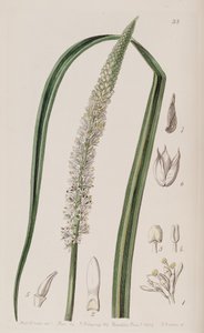 Schoenocaulon Officinale