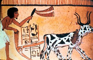 Sennutem Ploughing with Cattle, Ancient Egyptian Tomb Painting